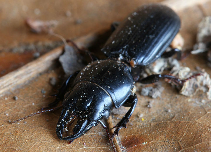 Bigheaded Ground Beetle